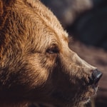 Brown Bear