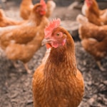 Domestic Chicken