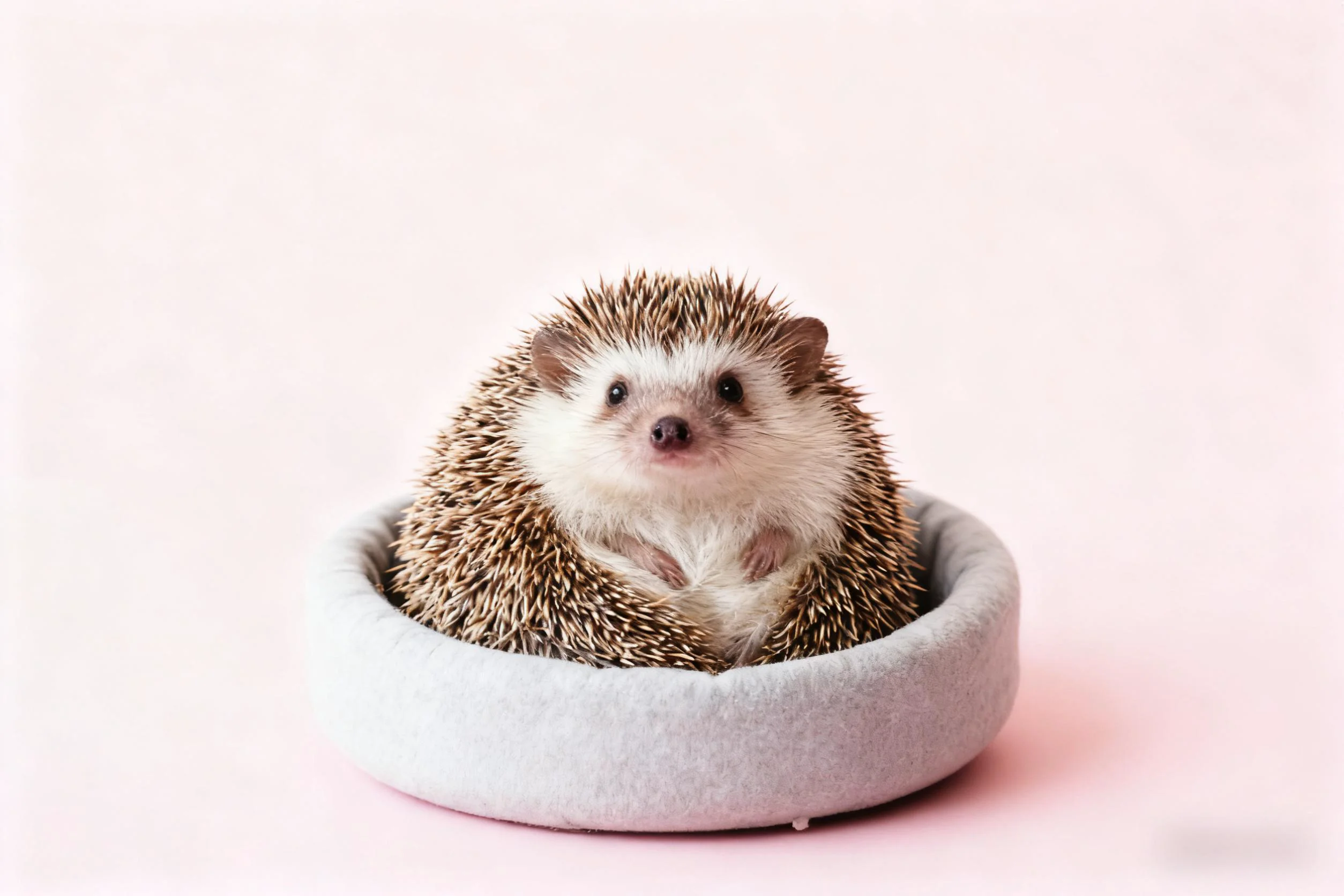 步骤1：上传动物照片进行AI识别 - 支持拍照上传或选择相册图片