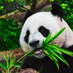 Red Panda